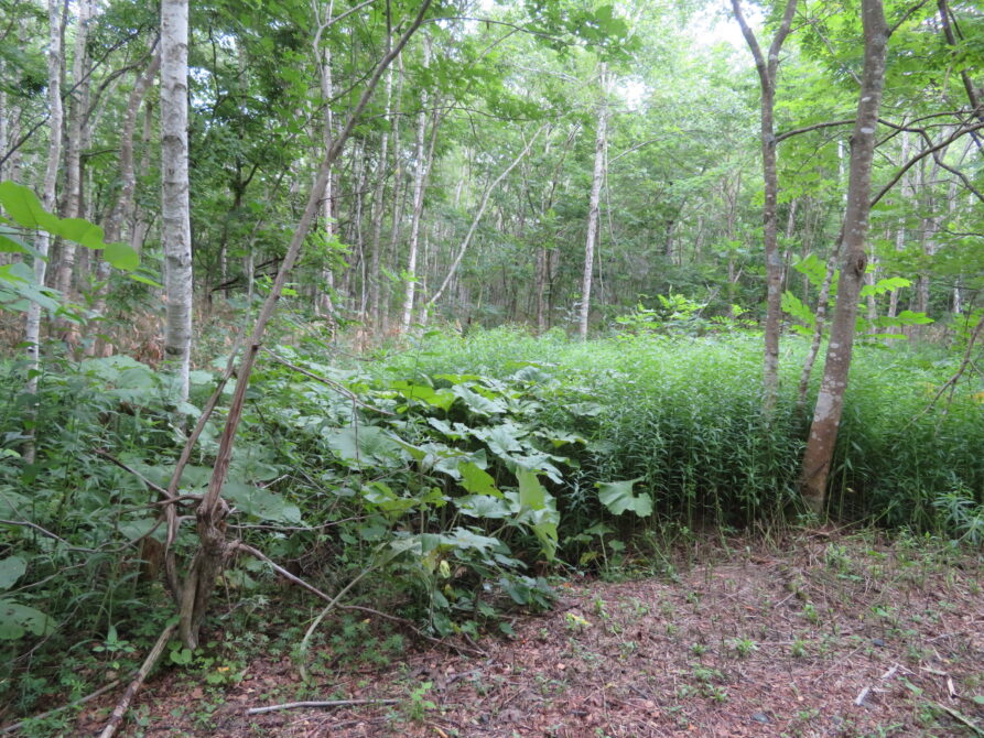 ニセコ町字羊蹄46